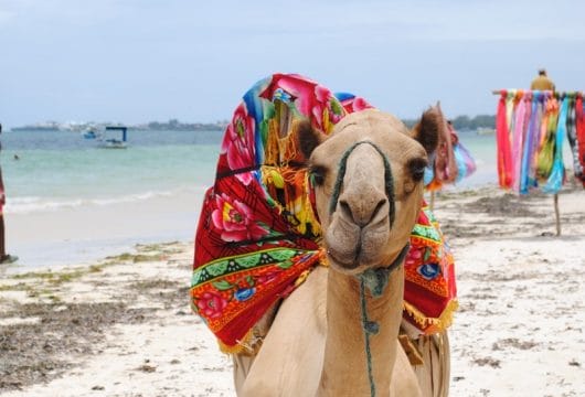 Kamel am Strand, Mombasa