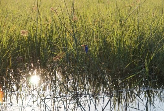 Exotischer Vogel im Chobe Nationalpark