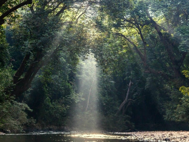 Malaysia - Taman Negara erforschen