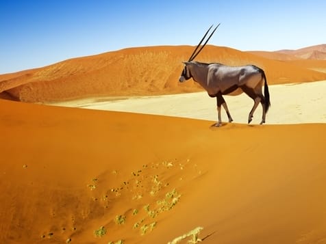 Bock in der Wüste Namibias