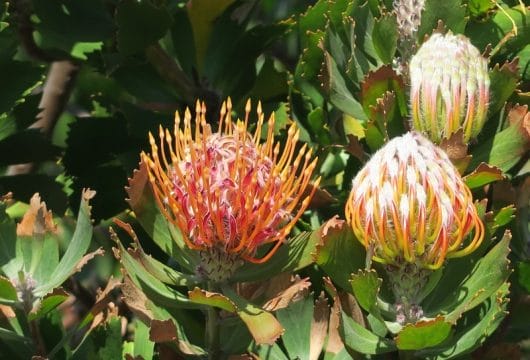 Flora Südafrikas