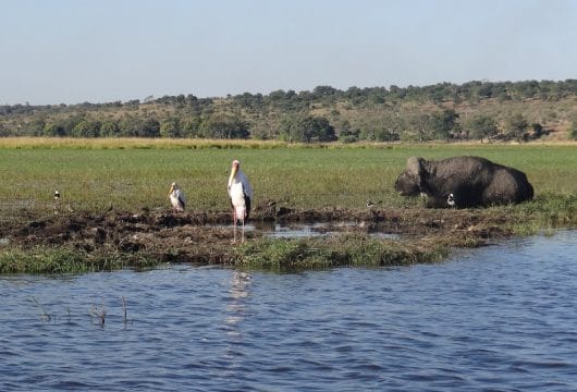 Büffel am Chobe Fluss