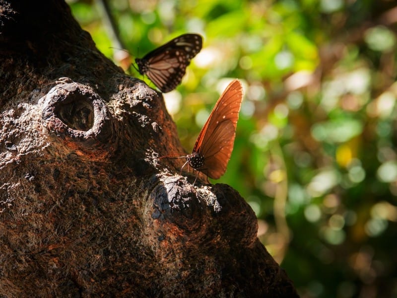 Schmetterlinge in Khao Yai Nationalpark