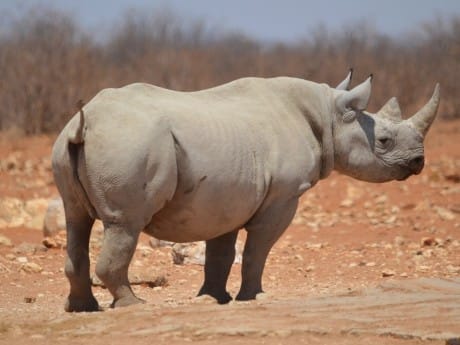 Nashorn, Etosha