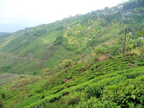 Darjeeling 