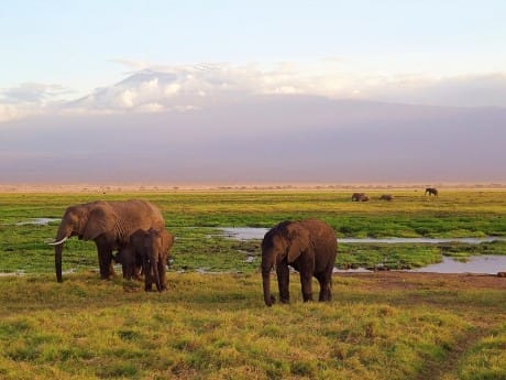 Elefanten im Tsavo Nationalpark