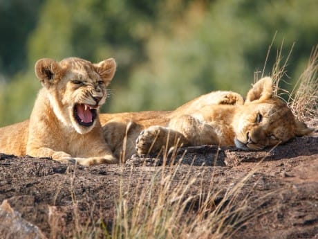 Löwen im Kruger