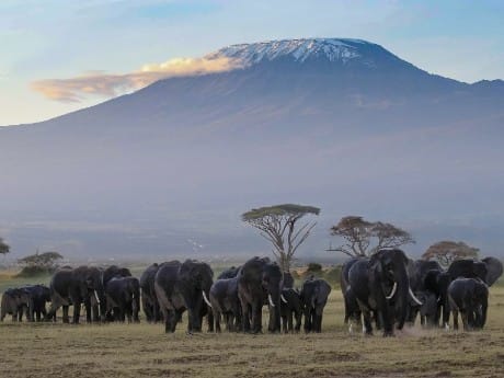 Elefanten im Amboseli Nationalpark