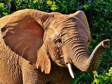 Elefant im Addo Park