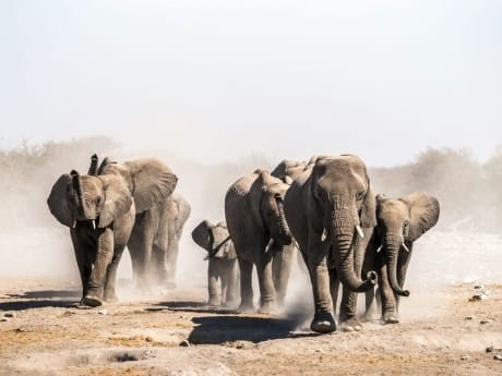 Elefantenherde im Etosha Nationalpark