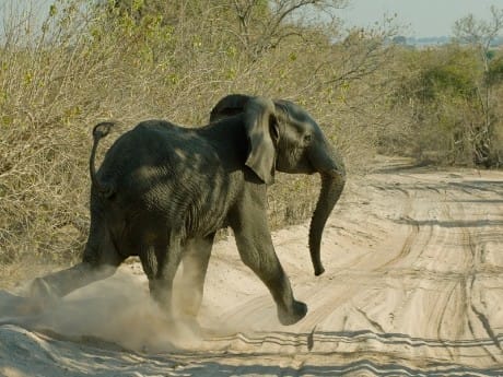 Südafrika - Abenteuer Kruger Nationalpark