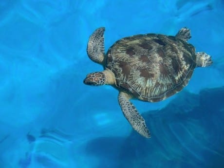 Schildkröte in Khao Lak, Thailand