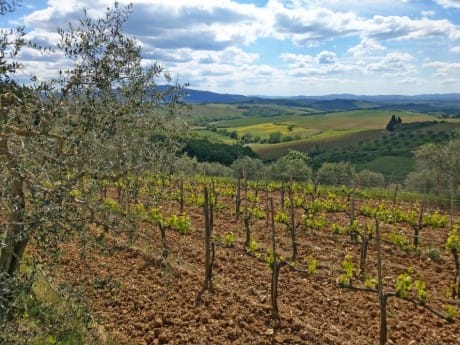 Toskana Weinberg
