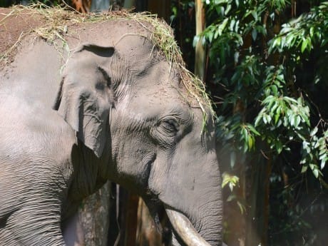 Periyar-Nationalpark Elefant