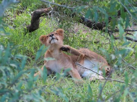 Löwe in Thornybush