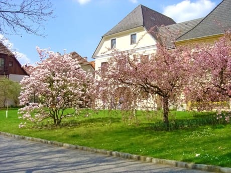 Wachau, Marillenblüten