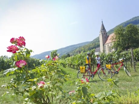 Wachau, Weinreben