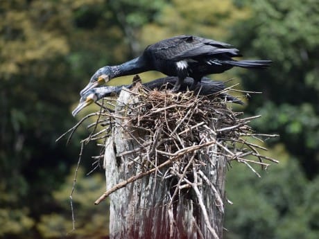 Periyar-Stausee Vogel
