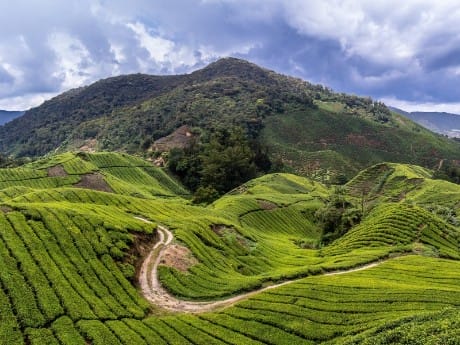 Teeplantagen, Cameron Highlands