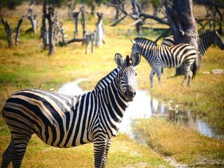 Zebra in Botswana
