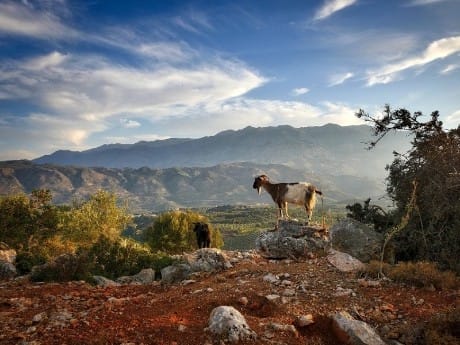 griechenland-kreta-gebirge-ziege