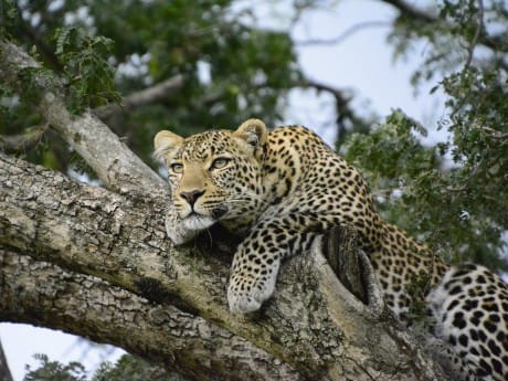 Kenia - Safari Leopard im Baum