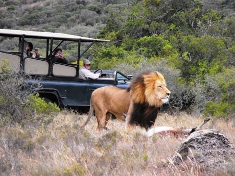 Löwe auf Safari, Amakhala Game Reserve