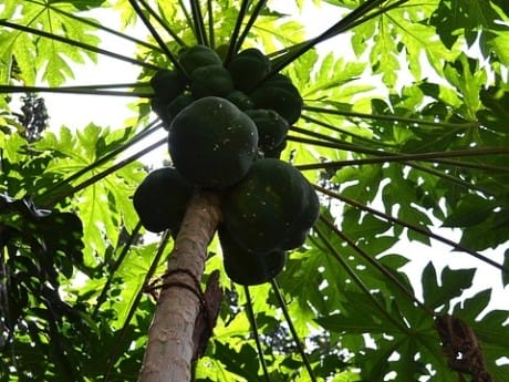 Kräutergarten, Papaya