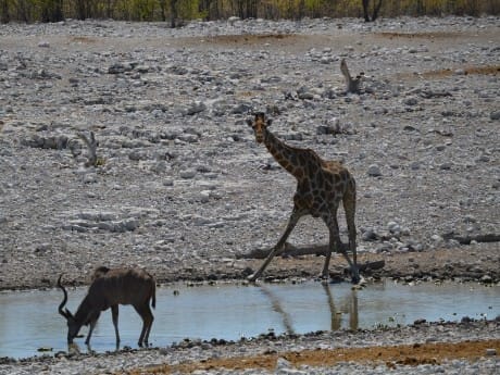 Giraffe am Wasserloch