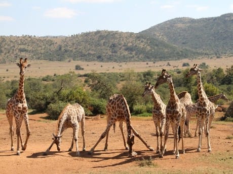 Giraffen im Pilanesberg Nationalpark