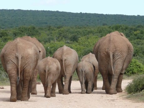 Elefanten im Addo Elephant Park