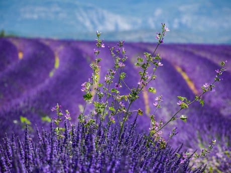 Aufenthalt in Orange