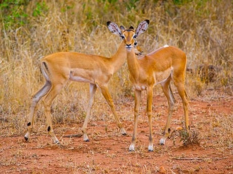 Kenia, Ngulia Safari Lodge - Safari