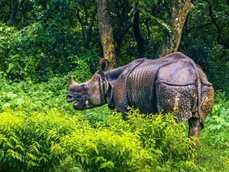  Chitwan National Park 