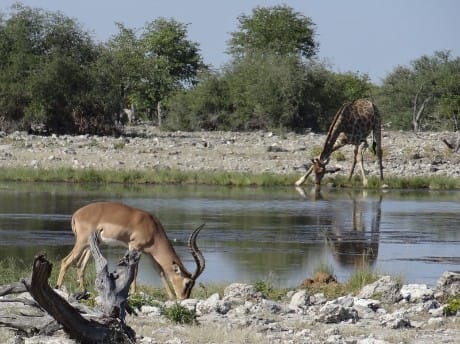 Trinkende Tiere Etosha