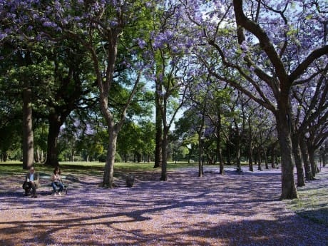 suedafrika-pretoria-jacaranda trees