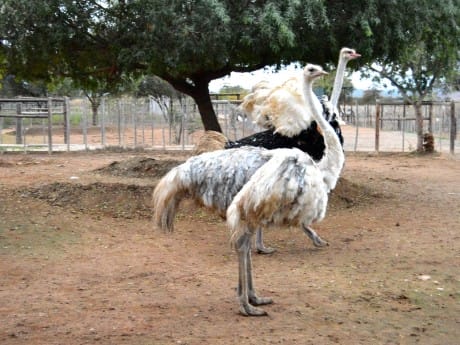 Straußenfarm Oudtshoorn