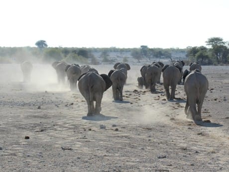 Elefanten in Etosha
