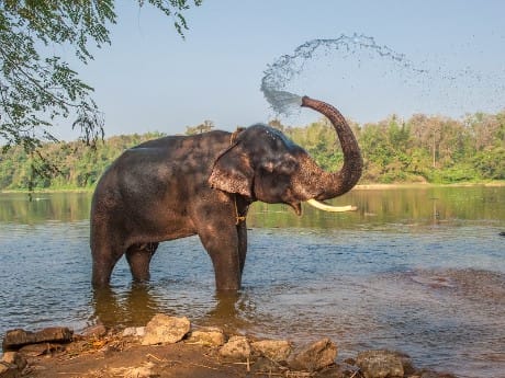 Chitwan National Park 