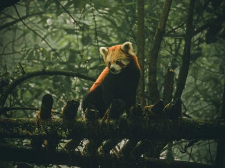 Zoologischer Garten Darjeeling