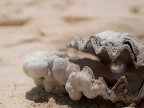 Perlen an der Küste von Al Rams