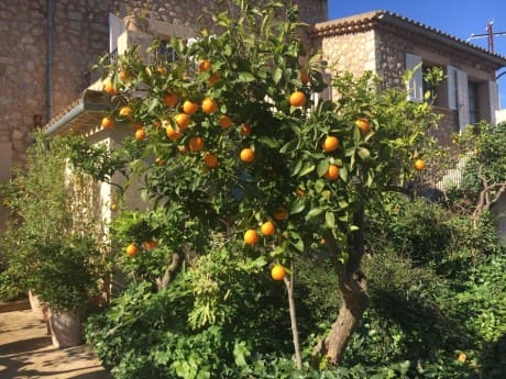 Mallorca Orangenbaum