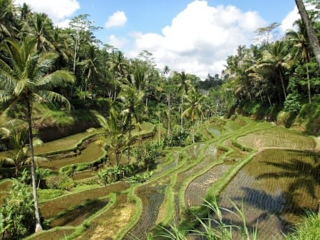 Reisterrassen in Ubud