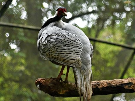 Zoologischer Garten Darjeeling Vogel