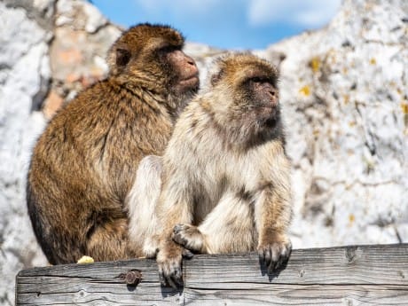 Gibraltar Affen