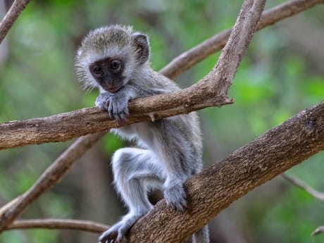 Kenia - Äffchen im Baum