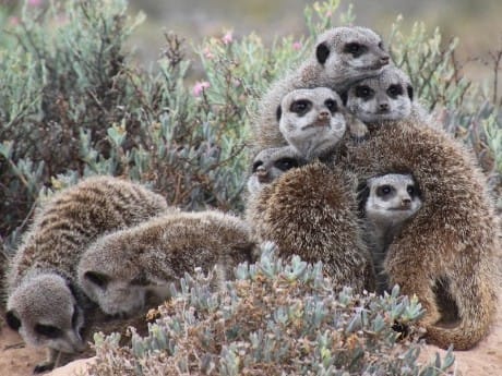 Erdmännchensichtung bei einer Safari