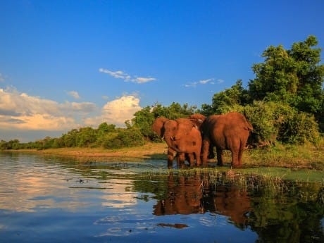 Elefanten am Wasser, Kruger