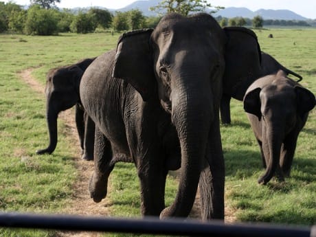 Elefanten im Minneriya-Park