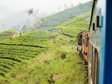 Zugfahrt durch die Plantagen